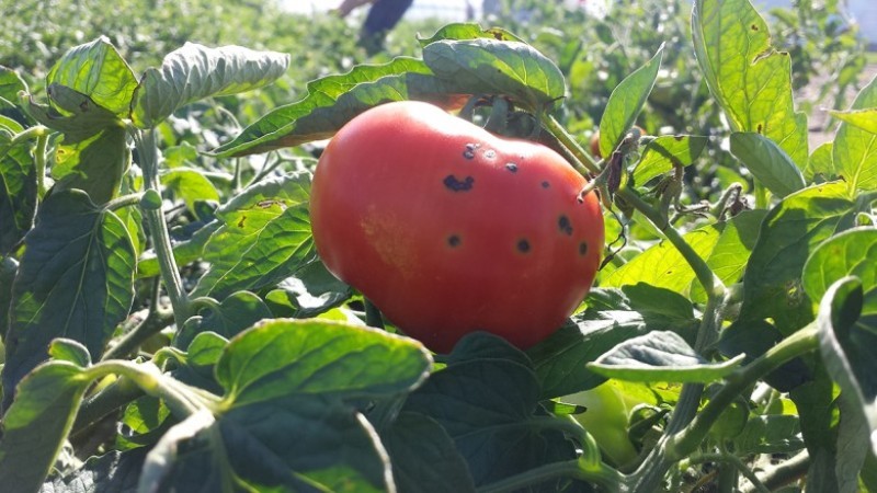 Was sind die Krankheiten der Tomaten im Gewächshaus und der Kampf gegen sie