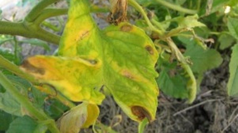 Was sind die Krankheiten der Tomaten im Gewächshaus und der Kampf gegen sie