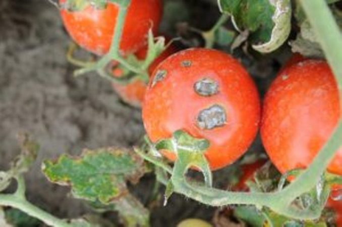 Was sind die Krankheiten der Tomaten im Gewächshaus und der Kampf gegen sie