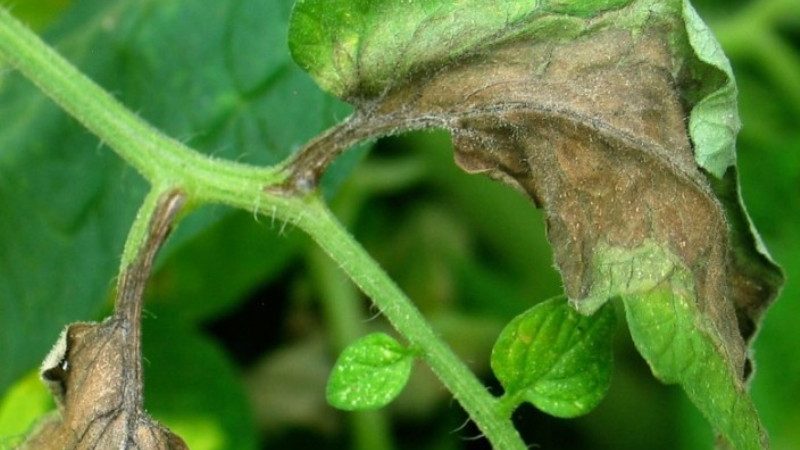 Was sind die Krankheiten der Tomaten im Gewächshaus und der Kampf gegen sie