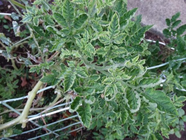 Was sind die Krankheiten der Tomaten im Gewächshaus und der Kampf gegen sie