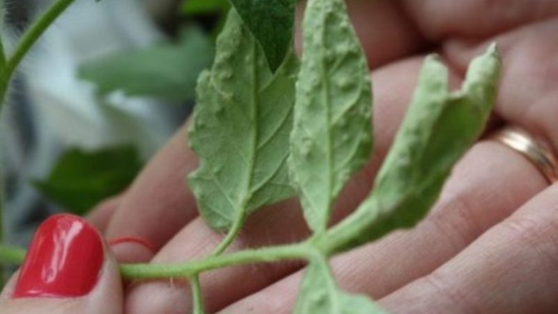 Was sind die Krankheiten der Tomaten im Gewächshaus und der Kampf gegen sie