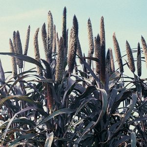 Wie man auf freiem Feld wächst und afrikanische Hirse auf der Farm verwendet