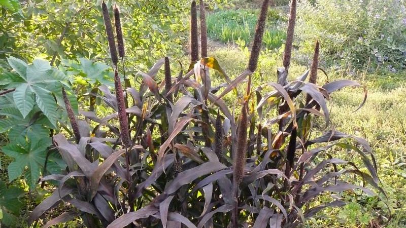 Wie man auf freiem Feld wächst und afrikanische Hirse auf der Farm verwendet