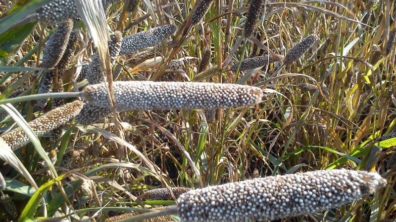 Wie man auf freiem Feld wächst und afrikanische Hirse auf der Farm verwendet