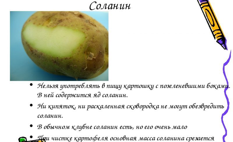 Solanine in potatoes - what is dangerous: what substance accumulates in ...