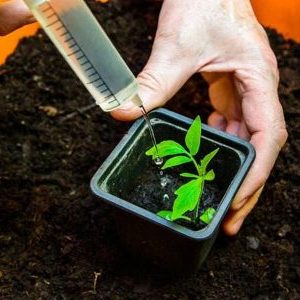 Wie man Tomatensämlinge so füttert, dass es pralle Stängel gibt und wie man es richtig macht