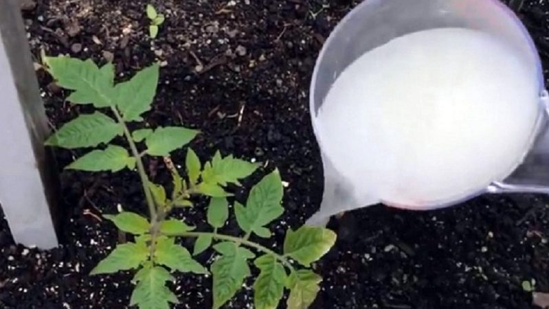 Wie man Tomatensämlinge so füttert, dass es pralle Stängel gibt und wie man es richtig macht