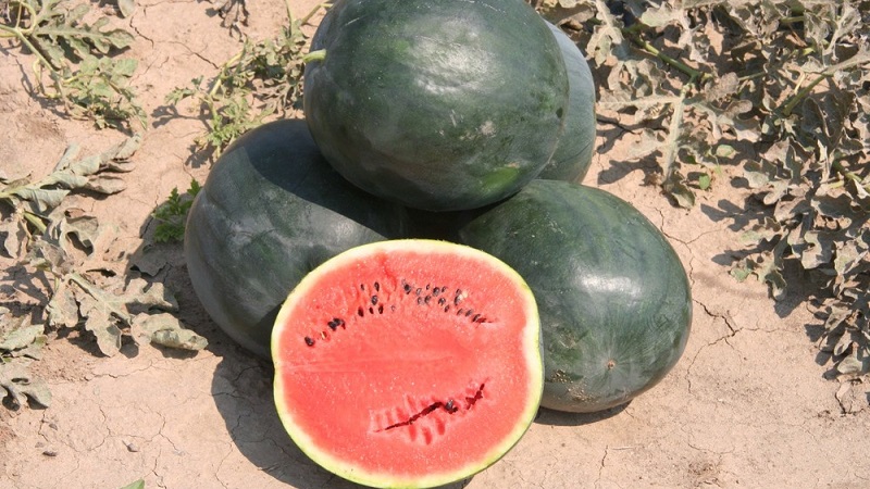 Was ist schwarze Wassermelone: ​​Beschreibung, Eigenschaften und die besten Sorten dieser Art