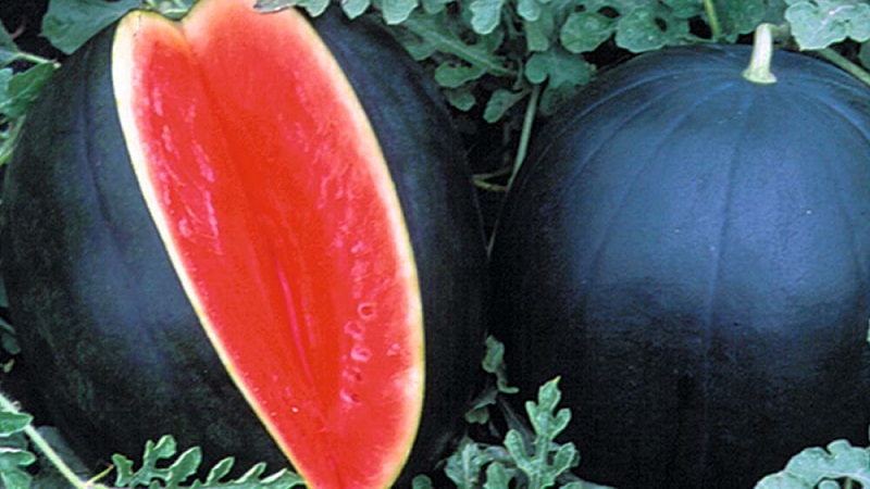 Was ist schwarze Wassermelone: ​​Beschreibung, Eigenschaften und die besten Sorten dieser Art