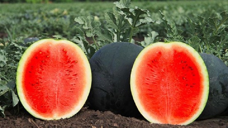 Was ist schwarze Wassermelone: ​​Beschreibung, Eigenschaften und die besten Sorten dieser Art