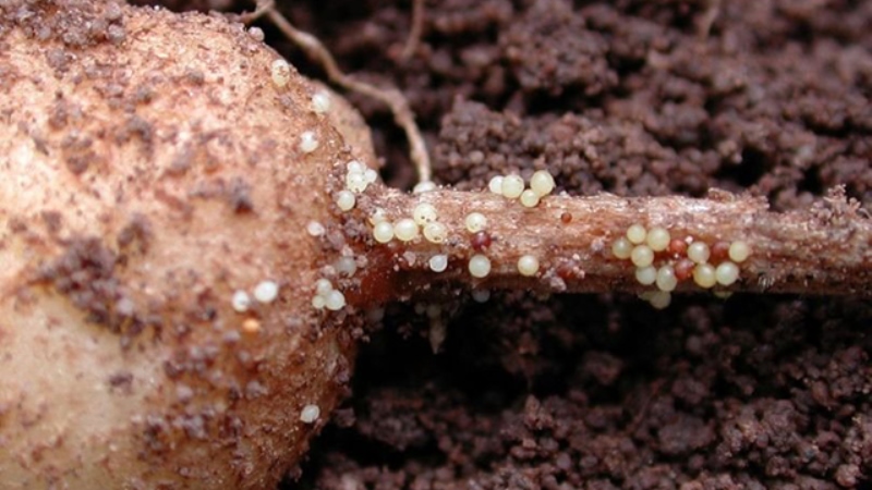 Was ist ein Kartoffelnematode und wie geht man damit um?