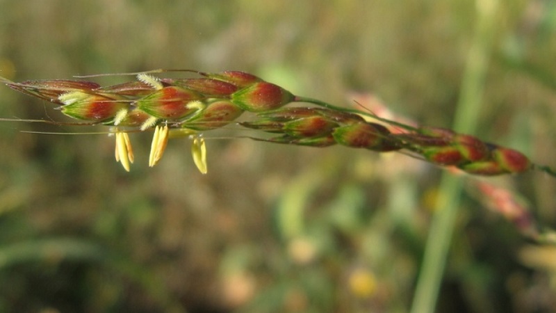 Was ist sudanesisches Gras, wie wird es angebaut und wo wird es verwendet?