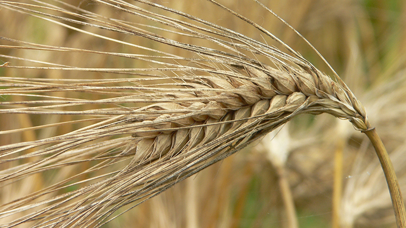 Vorsicht vor Gluten: Enthält Gerste es?