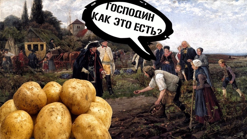 Where do potatoes come from: history of origin and distribution, how ...