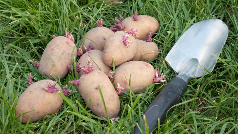 Wie und von was Kartoffeln vor dem Pflanzen sprießen