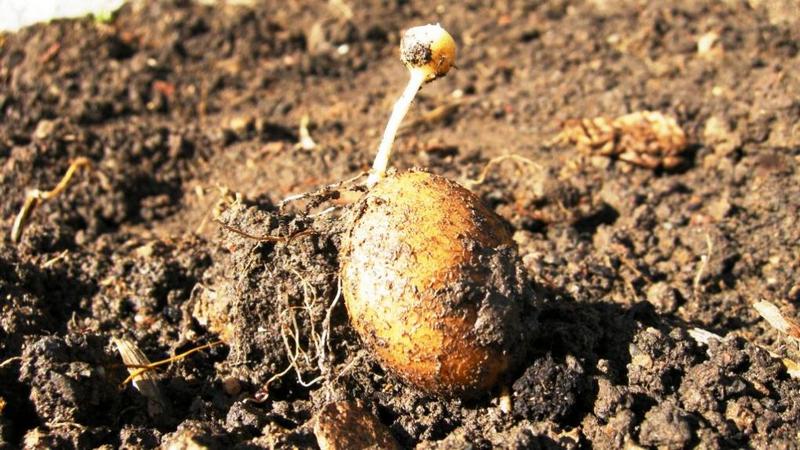 Wie und von was Kartoffeln vor dem Pflanzen sprießen