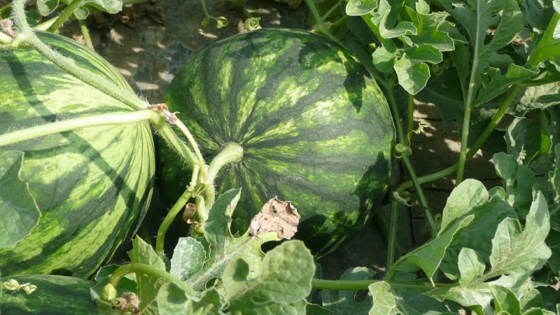 Wie, wann und wie man Wassermelonen füttert, um eine atemberaubende süße Ernte zu erzielen