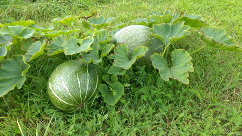 Wie, wann und wie man Wassermelonen füttert, um eine atemberaubende süße Ernte zu erzielen