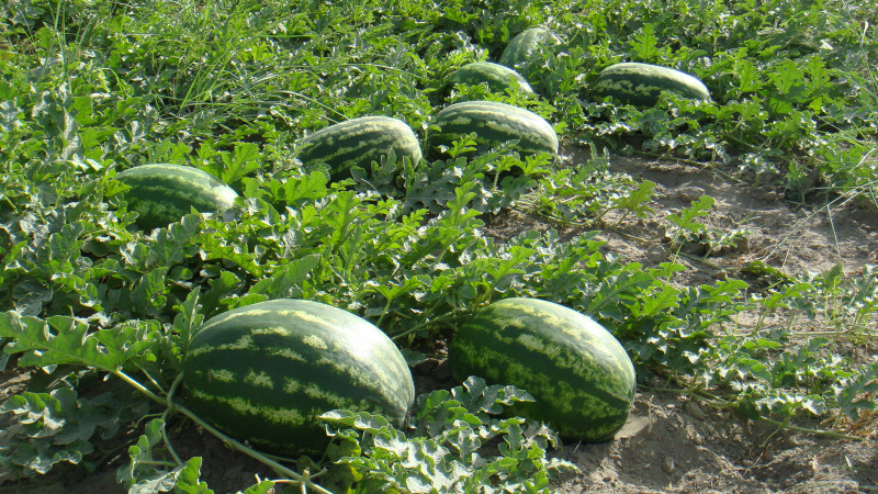 Wie, wann und wie man Wassermelonen füttert, um eine atemberaubende süße Ernte zu erzielen