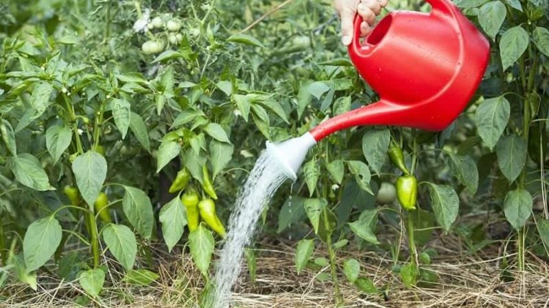 Wie man Pfeffer auf freiem Feld richtig wässert: Anweisungen mit Ratschlägen von erfahrenen Gärtnern