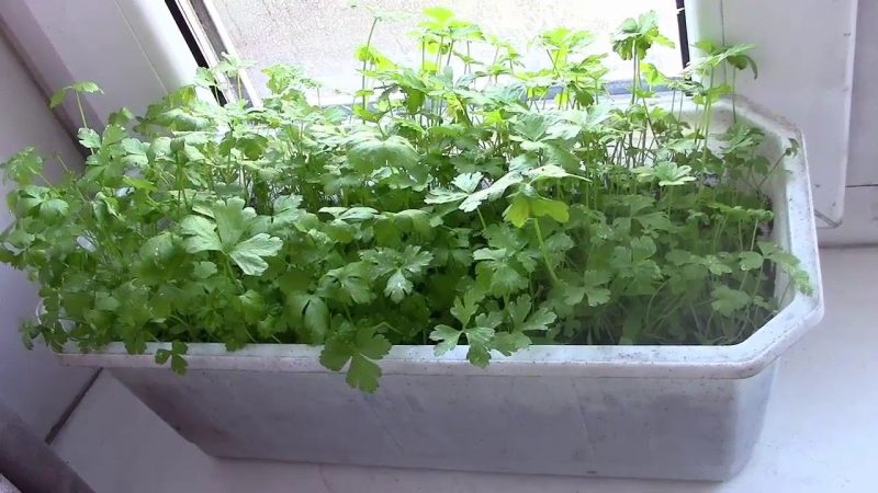 Wie man Petersilie auf einer Fensterbank richtig anbaut und das ganze Jahr über eine Ernte erzielt