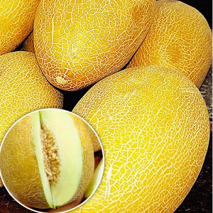 Wie man die leckerste und süßeste Melone auswählt