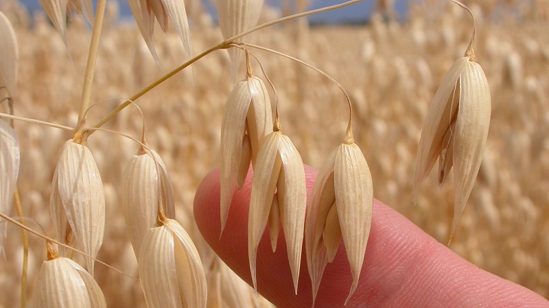 Was sind die Arten und Sorten von Hafer