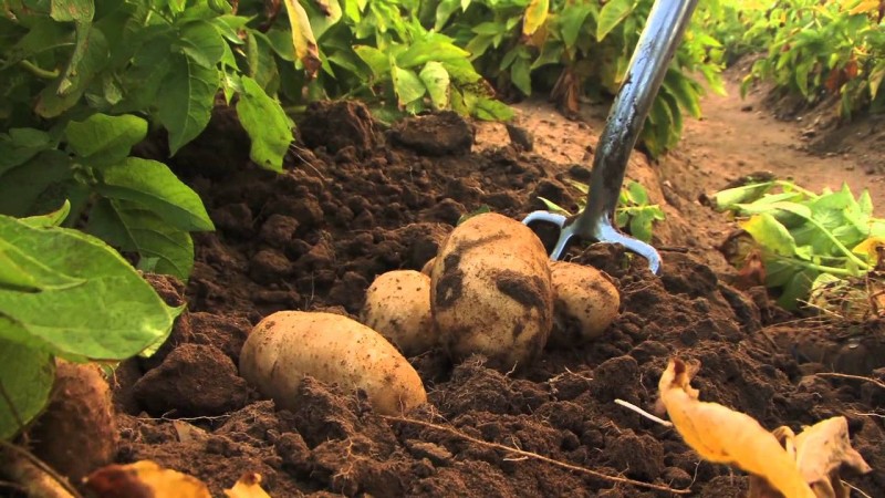 Welche Düngemittel sollen im Herbst nach der Kartoffelernte angewendet werden?