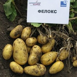 Eine unprätentiöse Sorte von Felox-Kartoffeln mit ausgezeichnetem Geschmack