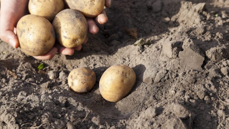 Sehr früh reifende Kartoffelsorte Karatop