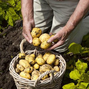 Sehr früh reifende Kartoffelsorte Karatop