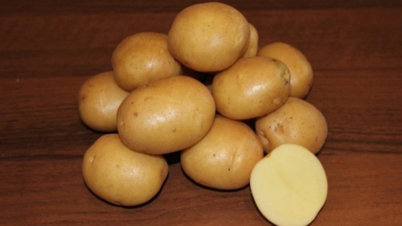 Was ist die gute Kartoffelsorte Kolobok und warum lieben Gärtner sie so sehr?