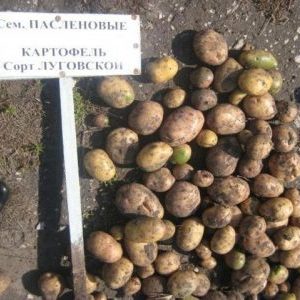 Hochsaison-Lugovskoy-Kartoffel in der Zwischensaison, ideal für Kartoffelpüree