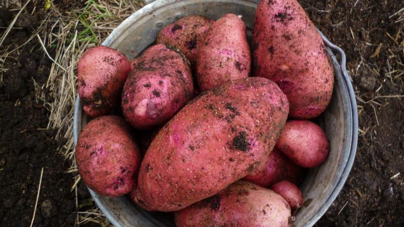 Mittlere frühe Rodriga-Kartoffel mit großen rosa Knollen