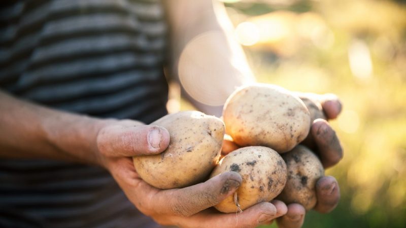 Vineta ist die beliebteste und ertragreichste Kartoffelsorte unter Hobbygärtnern