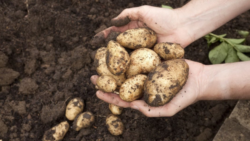 Wie und wann man Kartoffeln zur Lagerung gräbt