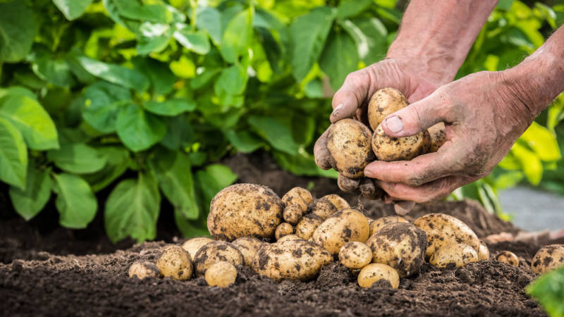 Wie und wann man Kartoffeln zur Lagerung gräbt