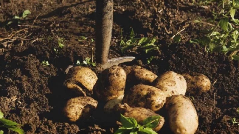 Wie und wann man Kartoffeln zur Lagerung gräbt