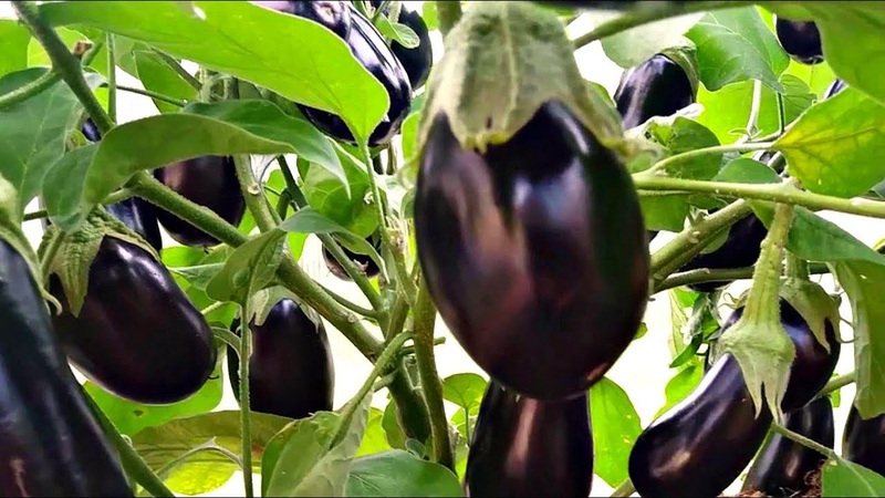 Was tun, wenn die Blüten der Aubergine im Gewächshaus fallen und warum passiert das?