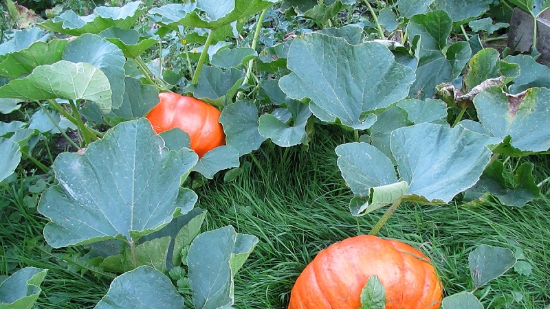 Wann man einen Kürbis aus einem Garten in der Region Leningrad entfernt und wie man ihn richtig lagert, damit er sich nicht verschlechtert