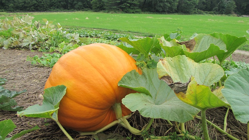 Wann man einen Kürbis aus einem Garten in der Region Leningrad entfernt und wie man ihn richtig lagert, damit er sich nicht verschlechtert