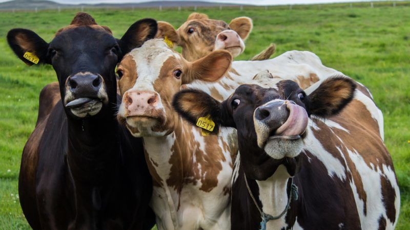 Ist es möglich, Kaninchen, Hühnern, Schweinen und Kühen Roggen zu geben?