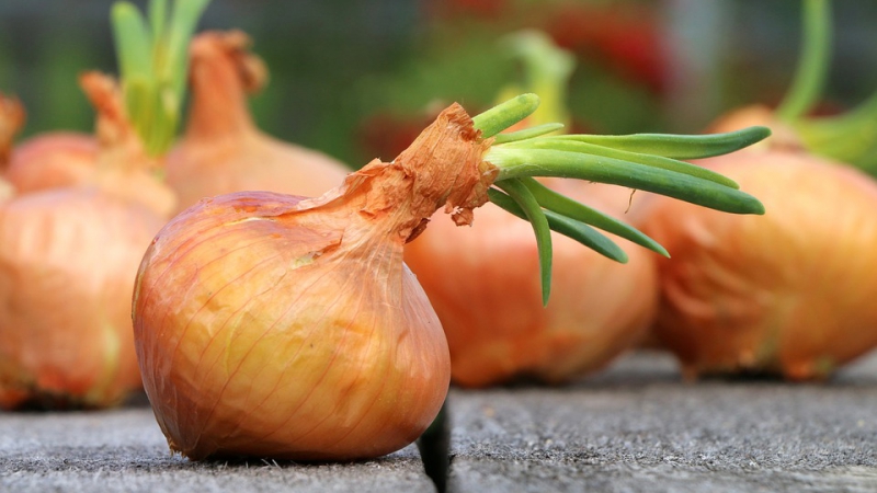 Ist es möglich, Zwiebeln mit Pankreatitis zu essen oder nicht?