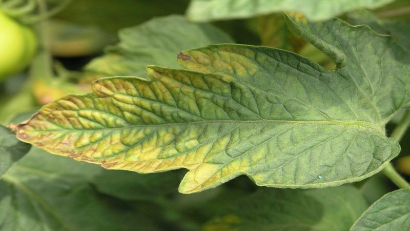 Was tun, wenn auf den Blättern von Tomaten gelbe Flecken auftreten? Wir diagnostizieren die Ursache und bekämpfen sie wirksam