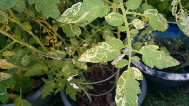 Was tun, wenn auf den Blättern von Tomaten gelbe Flecken auftreten? Wir diagnostizieren die Ursache und bekämpfen sie wirksam