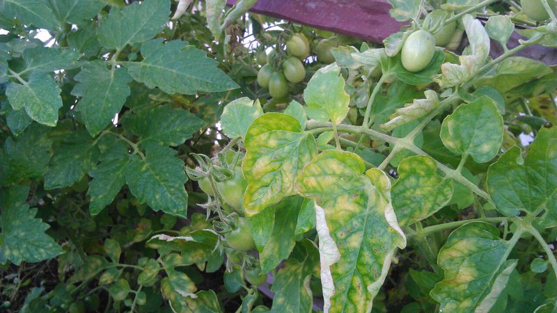 Was tun, wenn auf den Blättern von Tomaten gelbe Flecken auftreten? Wir diagnostizieren die Ursache und bekämpfen sie wirksam