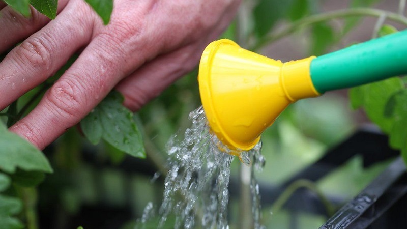 Was tun, wenn auf den Blättern von Tomaten gelbe Flecken auftreten? Wir diagnostizieren die Ursache und bekämpfen sie wirksam