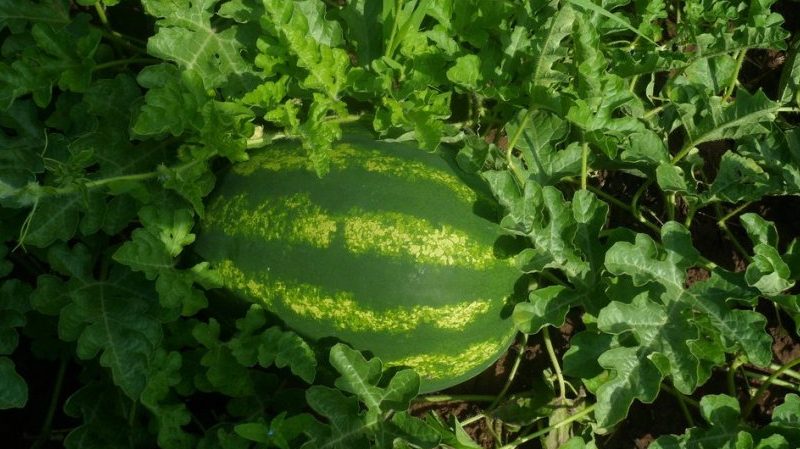 Die Namen früher Sorten von Wassermelonen für offenes Gelände und Bewertungen darüber