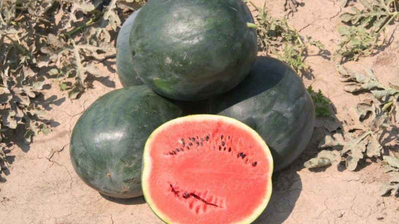 Die Namen früher Sorten von Wassermelonen für offenes Gelände und Bewertungen darüber